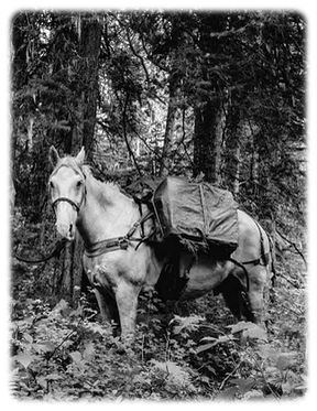 Forest Packhorse.png